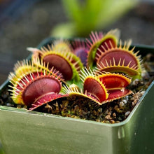 Load image into Gallery viewer, Flytrap Seed