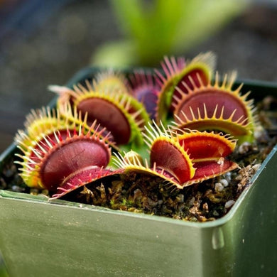Flytrap Seed