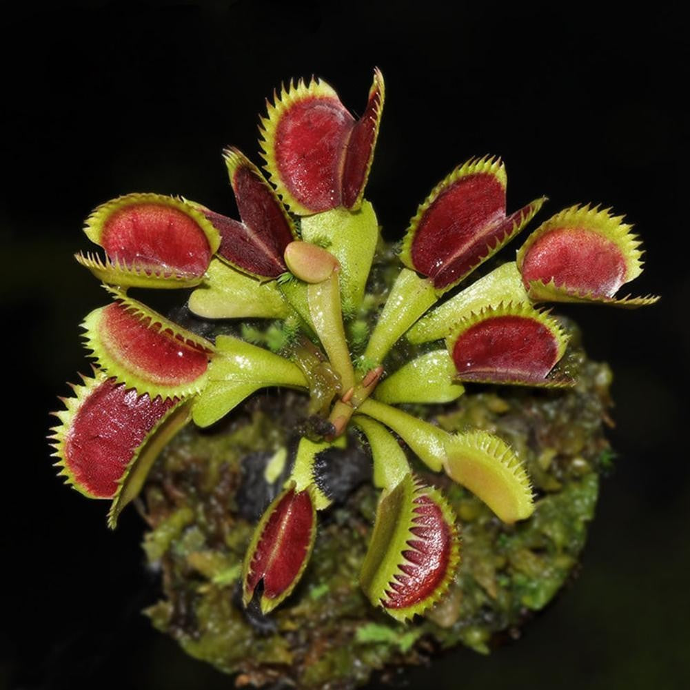 Flytrap Seed