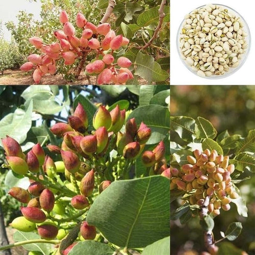 Nut Tree Seeds